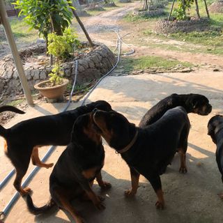 Chó con ROTTWEILER giống ĐỨC