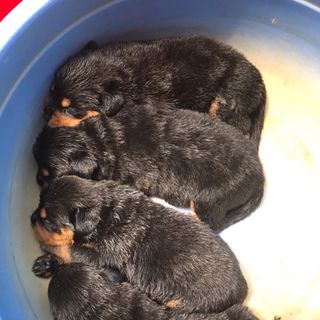 Chó con ROTTWEILER giống ĐỨC