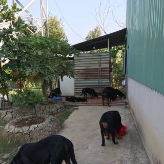 Chó con ROTTWEILER giống ĐỨC