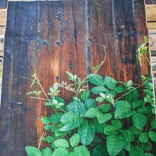 Vải phông nền hoa lá FO2900