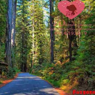 Vải phông nền cảnh trí Fo15020