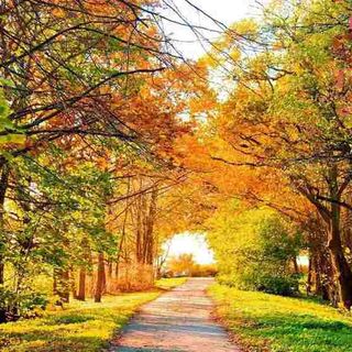 Vải phông nền cảnh trí FO13485