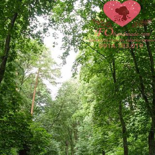 Vải phông nền cảnh trí Fo15168