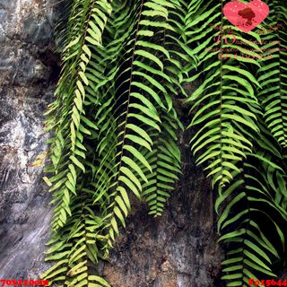 Vải phông nền cảnh trí Fo15644