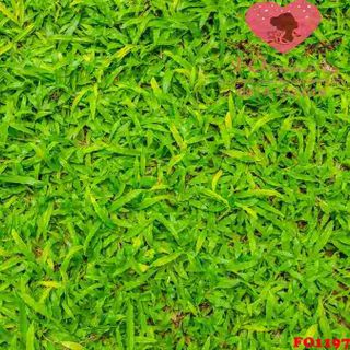 Vải phông nền hoa lá FO1197