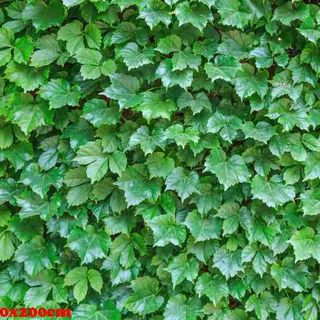 Vải phông nền hoa lá FO1077