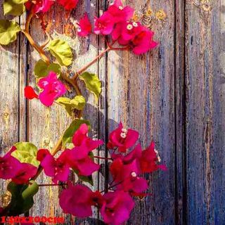 Vải phông nền hoa lá fo3250