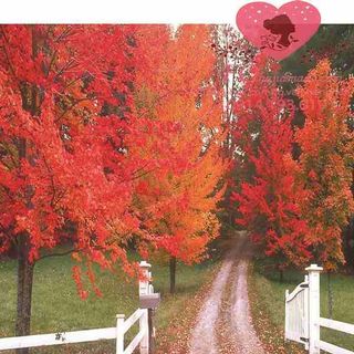 Vải phông nền cảnh trí fo12990