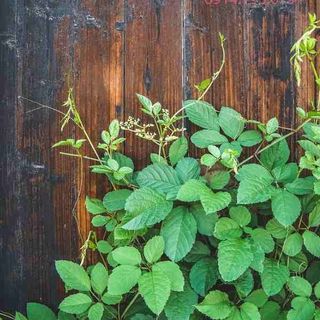 Vải phông nền hoa lá FO2900