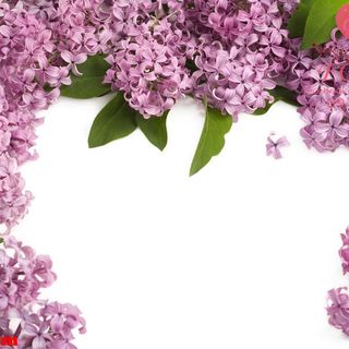 Vải phông nền hoa lá Fo17516