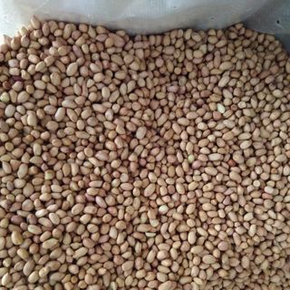 Bán buôn LẠC NHÂN tại Hà Nội và Tp Hồ Chí Minh giá rẻ Sản phẩm được thu mua trực tiếp từ Ấn Độ