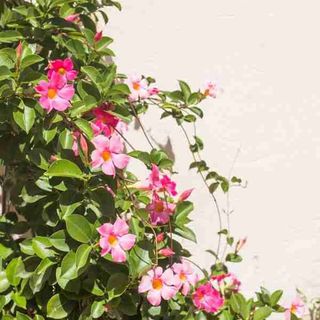 Vải phông nền hoa lá FO4289