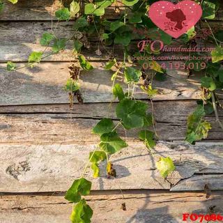 Vải phông nền hoa lá FO7086