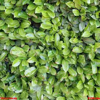 Vải phông nền hoa lá FO8186