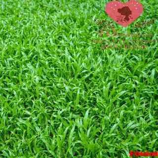 Vải phông nền hoa lá FO6808