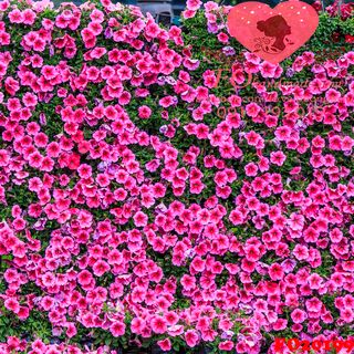 Vải phông nền hoa lá FO20199