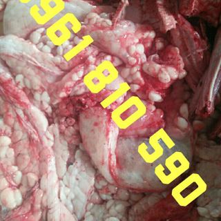 CÁCH NHẬN BIẾT MỠ TRĂN THẬT - BỎ SỈ MỠ TRĂN NGUYÊN CHẤT SỐ LƯỢNG LỚN