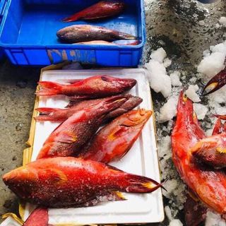 Cá mú đỏ côn đảo