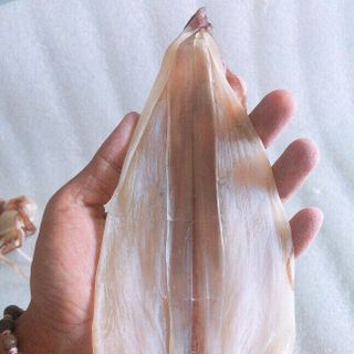 Mực dẻomực 1 nắng