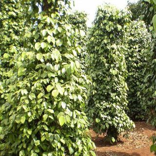 Hồ tiêu Đen - Xanh nhà vườn