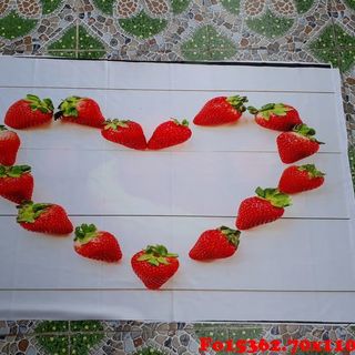 Vải phông nền thực phẩm Fo15362