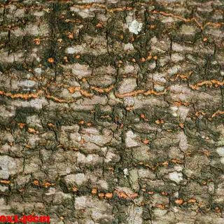 Vải phông nền trơn FO3695