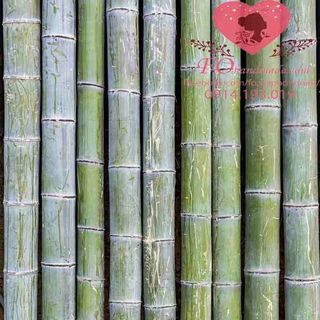 Vải phông nền trơn FO5920