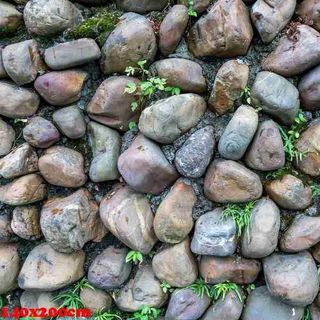 Vải phông nền trơn FO1777