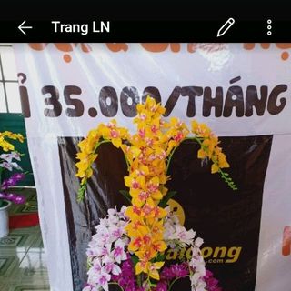 hoa lan vải lụa