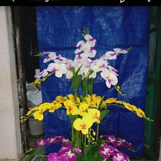hoa lan vải lụa