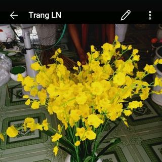 hoa vũ nữ vải lụa