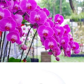 Tinh dầu hoa lan lọ treo
