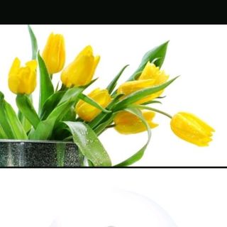 Tinh dầu hoa tulip treo