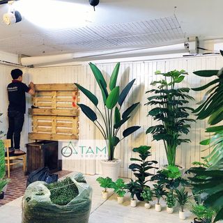 Chậu cây thần tài 3 nhánh để bàn số 74