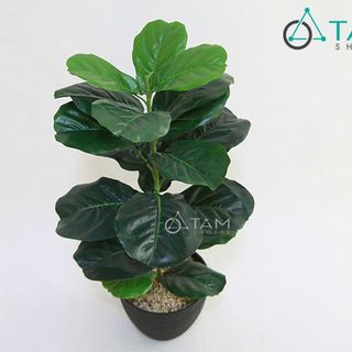 Chậu cây bàng Singapore giả cao 80cm số 75