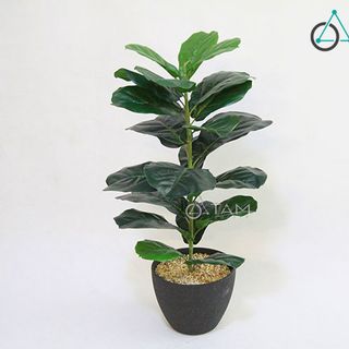 Chậu cây bàng Singapore giả cao 80cm số 75