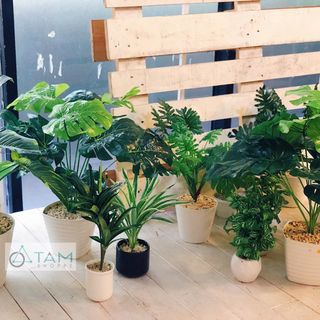 Chậu cây bàng Singapore giả cao 80cm số 75