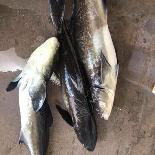 Cá Bóp Biển tươi sống
