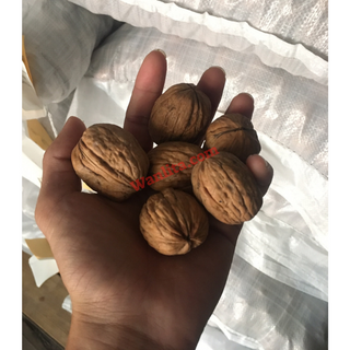 Quả óc chó Mỹ Chandler