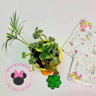 MẶT NẠ CÁNH HOA ĐÀO TRẮNG SÁNG DA