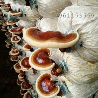 nấm Linh chi 500gr