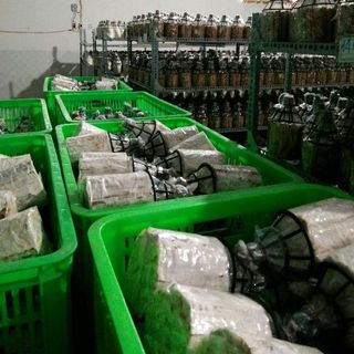 nấm Linh chi 500gr