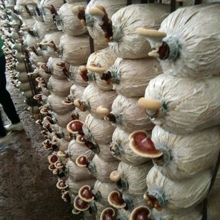 nấm Linh chi 500gr