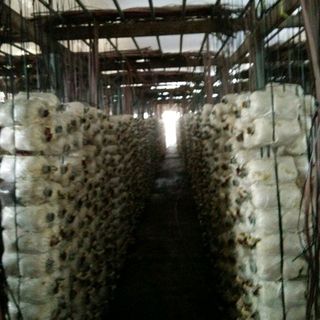 nấm Linh chi 500gr