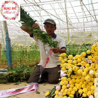 Cúc lưới hàng tuyển Sỉ lẻ tại Kiot số 17 Chợ đầu mối Hòa Cường TP Đà Nẵng