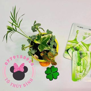 MẶT NẠ NHA ĐAM GIỮ ẨM DA