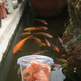 Bánh Tráng Tây Ninh