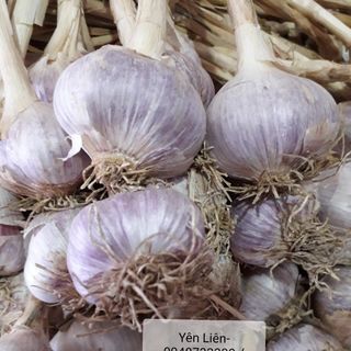 Tỏi ta tím Đà Lạt - Đại Lý Yên Liên