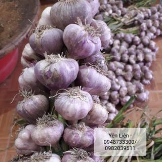 Tỏi ta tím Đà Lạt - Đại Lý Yên Liên