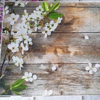 Vải phông nền fo10852-Fo11763 50x70cm